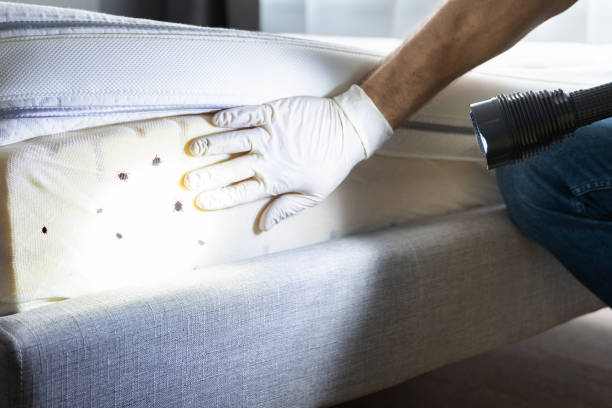 Best Local Pest Control Services  in Pojoaque, NM