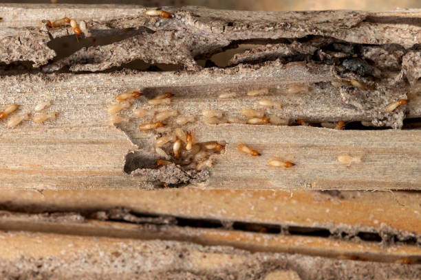 Best Pest Prevention Services  in Pojoaque, NM