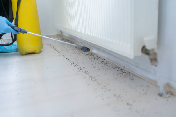 Professional Pest Control in Pojoaque, NM